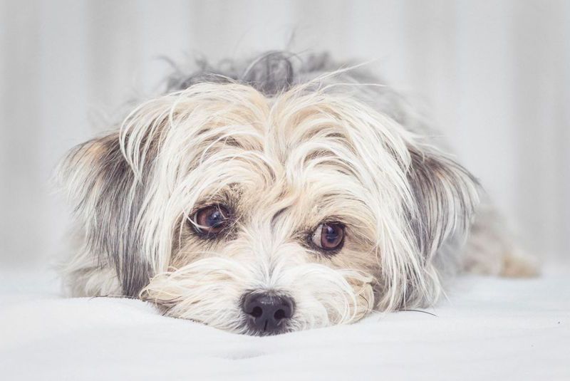 Kantonale Meldestelle