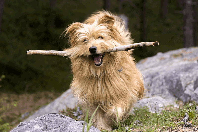 artgerechte Tierhaltung