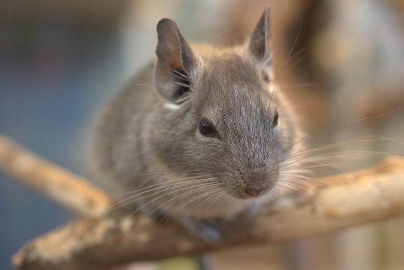 artgerechte Tierhaltung