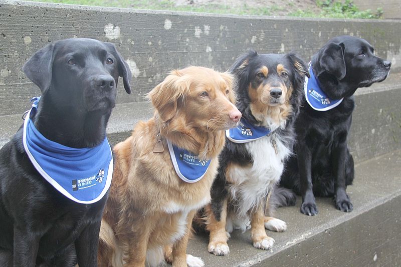 Hunde Prevent a bite