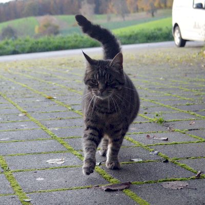 Anika Tierheimkatze 17.11.22_1