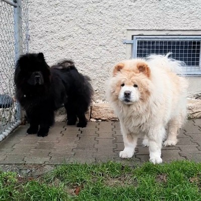 Karl und Simba 13.12.23