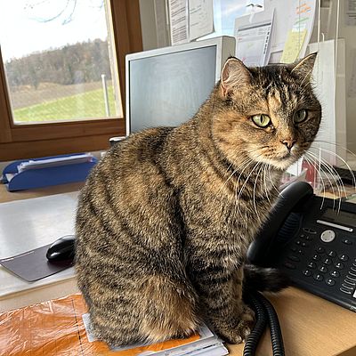 Shila im Büro 16.12.24