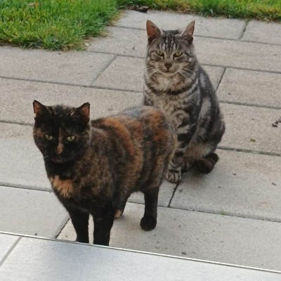 Bauernhofkatzen 11_25