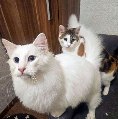 Larry und Lakota1 08.01.26