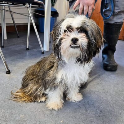 Röbi Findelhund Rothrist 04.01 (1)