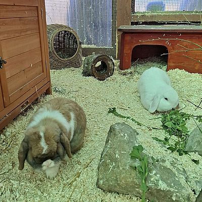 Totoro + Mochi 19.03.26_02