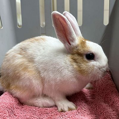 Wickie Kaninchen 1 03.03.26