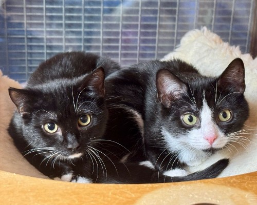 wanaja und Wallora 11.03.26