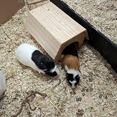 Hanni+Nanni2 16.04.26